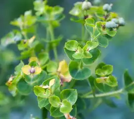 壁纸头像绿色植物