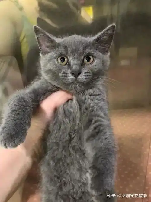 组团偷猫被抓了怎么办为无知买单