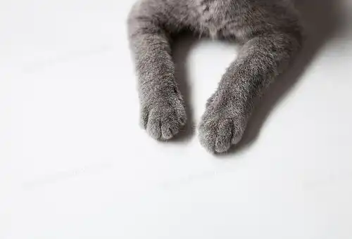 猫系女友动漫壁纸头像高