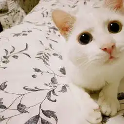 合肥的家有猫猫狗狗,那你装修可得考虑这些事儿