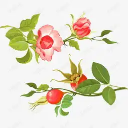 红花和绿叶素材图片免费下载高清装饰图案png千库网图片编号7770947