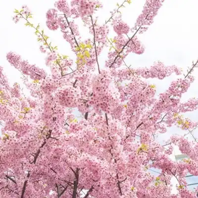 樱花头像,唯美好看的樱花qq微信头像图片