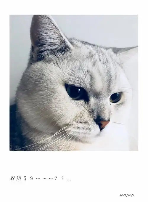 男生脸大吃四方...啊我有猫了