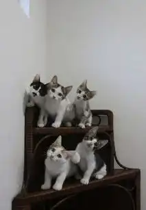 猫咪歪头集,跟着歪头你就输了