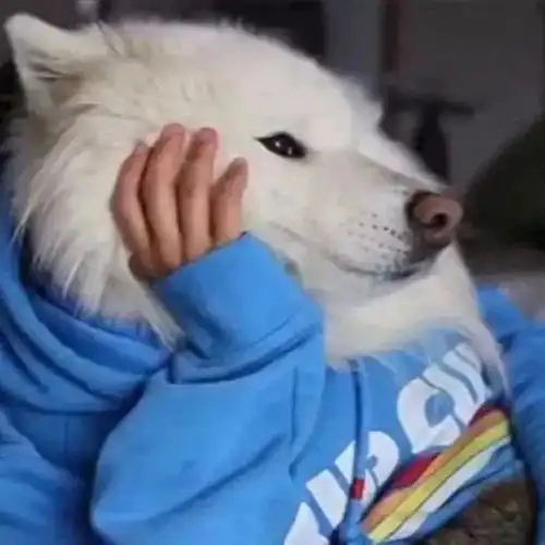 有没有萨摩耶可可爱爱的头像