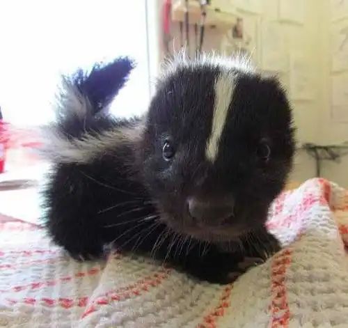 爆笑段子珍藏许久的头发辫子,竟然被逗逼男友偷走卖了