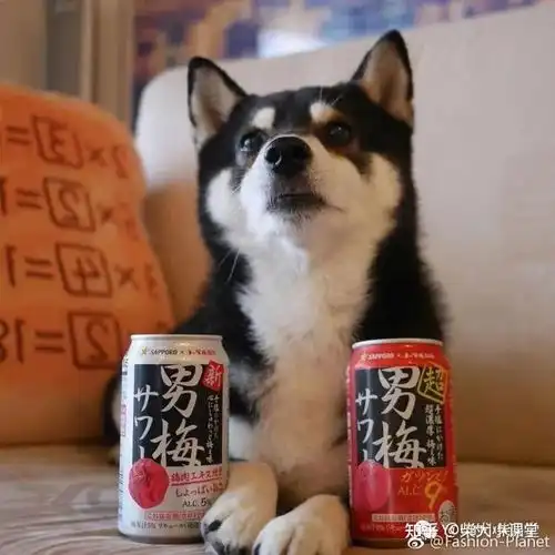 黑柴价格高吗黑色柴犬多少钱一只