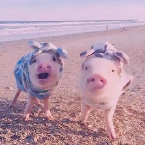 中兽医关于临床猪夏季暑邪致病的综合辨证论治