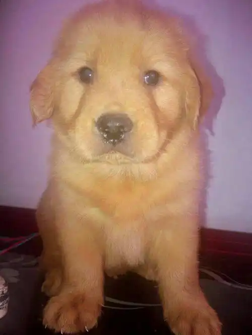 喜欢狗狗,爱狗狗的,可以进来看看