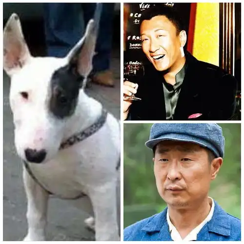 娱乐圈各种动物系长相盘点