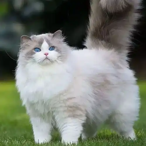 歌颂着奇迹的我们