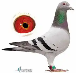 图片浏览鸽事百科