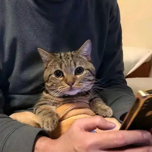 欧美系头像女抱猫动了真