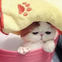 微信头像卡通maomi