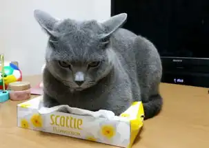 蓝猫对面纸盒有极度狂热开飞机怒瞪像在保护女朋友