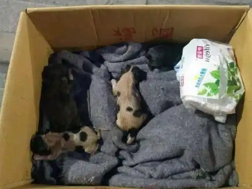 回家路上听到惨叫,男孩一看愣住了,是谁这么残忍