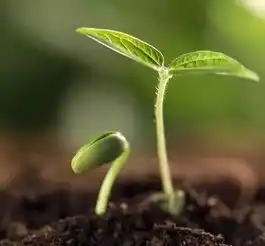 普语故事失去阳光的种子如何长大向往自由的种子