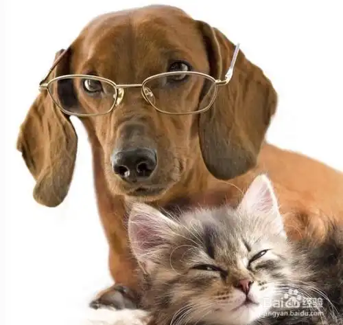 狗狗眼睛红了怎么办