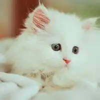手里抱着猫的动漫女头微信头像图片大全