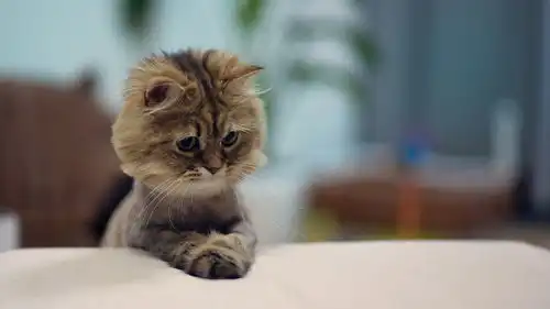 猫咪不拉稀,大便有点血是为什么该怎么办