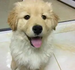 金毛和萨摩耶串串的小狗,颜值太棒了,真是叫人大赞