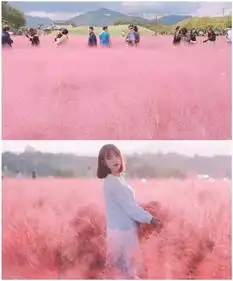 少女心爆棚9月7810三期连发永州网红粉黛乱子草零陵古城劲爆来袭99元