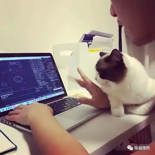 我把你当主子,你却要抢我女朋友从未见过如此像狗的猫黏完自个儿小女友,还来黏我女朋友...