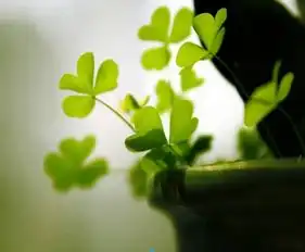 护栏姐一步一步的努力不知不觉的走向阿里