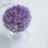 紫色花朵的微信头像微信头像图片大全