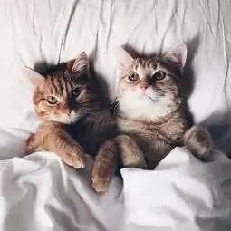 今天我们来一波萌萌们的头像吧