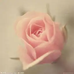 粉色花的头像微信头像