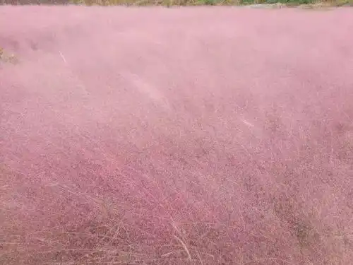 广州附近爆出一大片粉色田野,犹如人间仙境,酥炸我的少女心