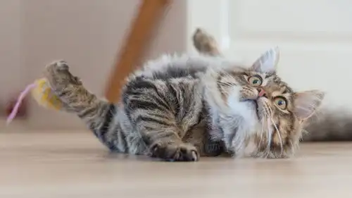 猫营养膏少不了,猫咪营养膏什么牌子好