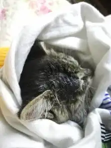 这猫皮肤变黑了,掉毛一大片,是猫癣吗擦复方复方伊曲康挫软膏,有扩大趋势