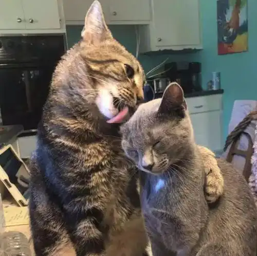 猫咪性格好强爱打架,却对流浪猫一见钟情,第二天成功抱得美人归