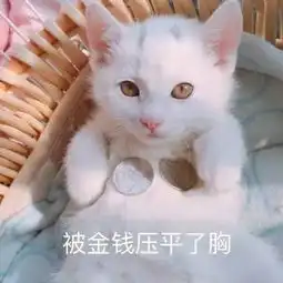 一个猫搞钱搞钱的头像