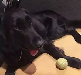 黑色金毛不,这是一直被认错的平毛寻回犬