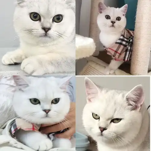 蓝猫妹妹和银渐层哥哥能配出什么样的猫