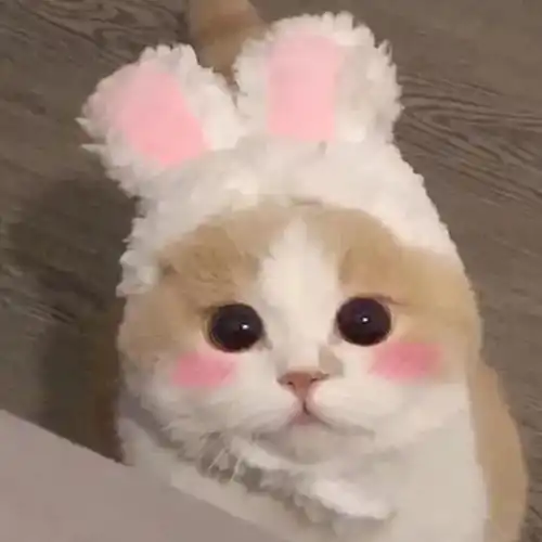 头像治愈系猫咪头像