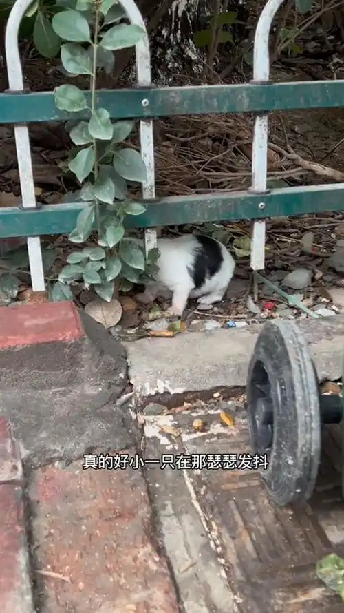 女子遛狗时捡到小奶狗,同一地点第二天又捡一条狗妈妈哪去了