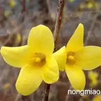 榉树朴树红叶椿