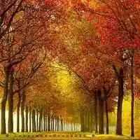 秋天的枫树林头像