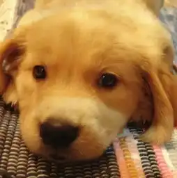 警惕中大型犬chd