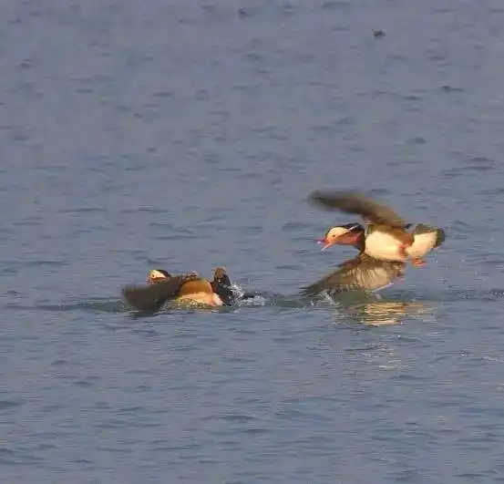天台美女摄影师偷拍到鸳鸯戏水激情照,白相白不相