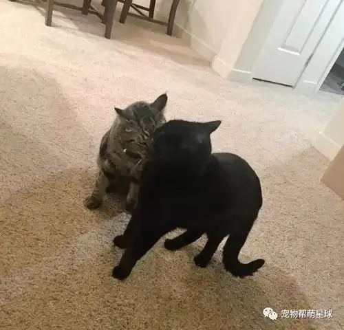 爱猫在大火中失踪,四岁小男孩许愿传达思念,没想到最后...