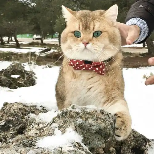 吸猫大会英短金渐层thesey