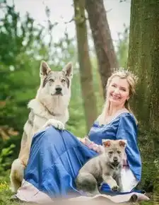 长得像狼但它不是狼,是已认证的犬类品种