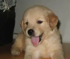 狗狗漂亮纯种极品金毛秦皇岛出售