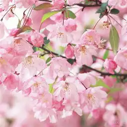 一抹桃花香加元forexcad