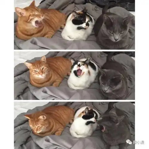 橘猫我是一只喜欢吸狗的猫